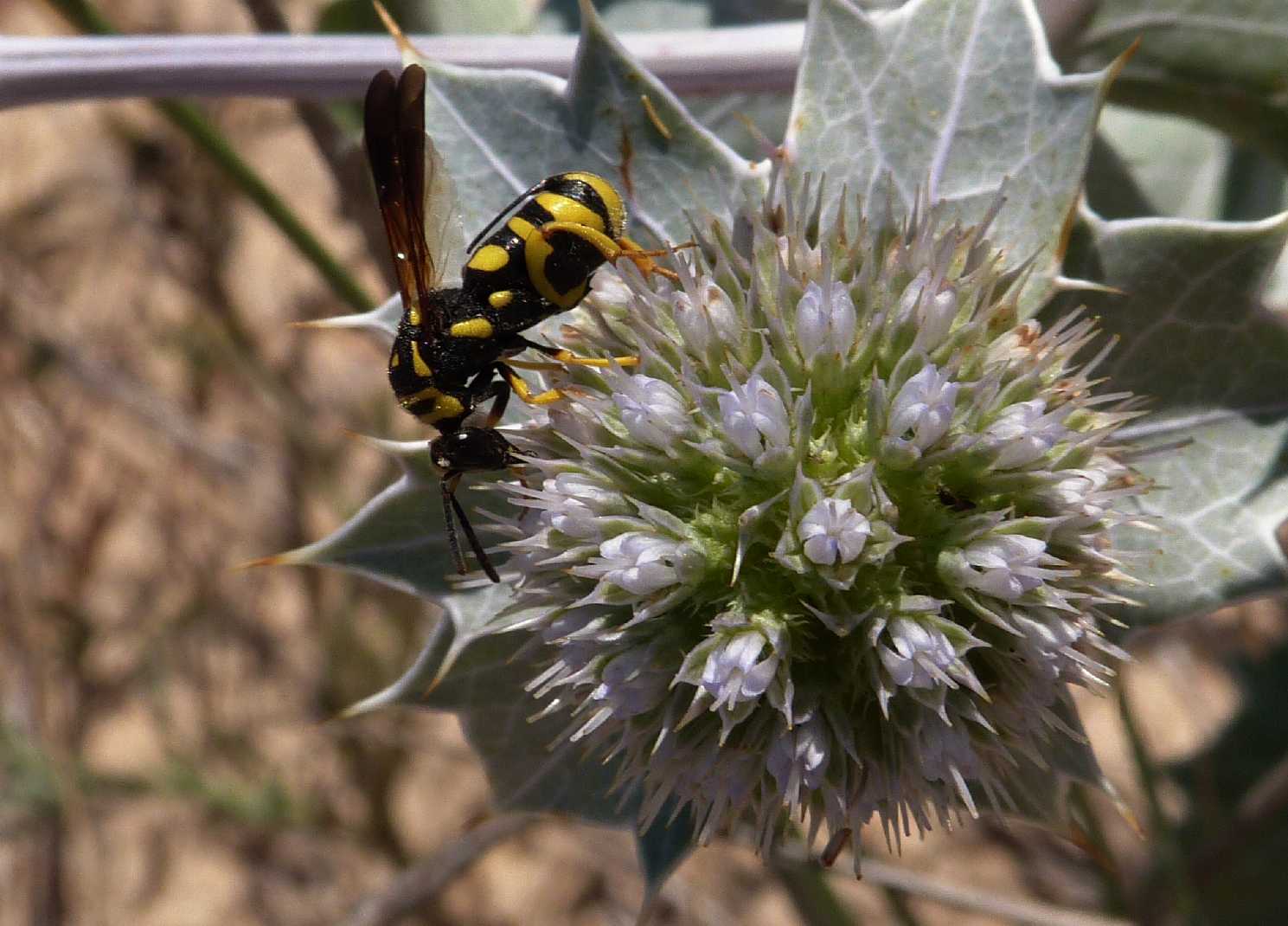 Leucospis gigas